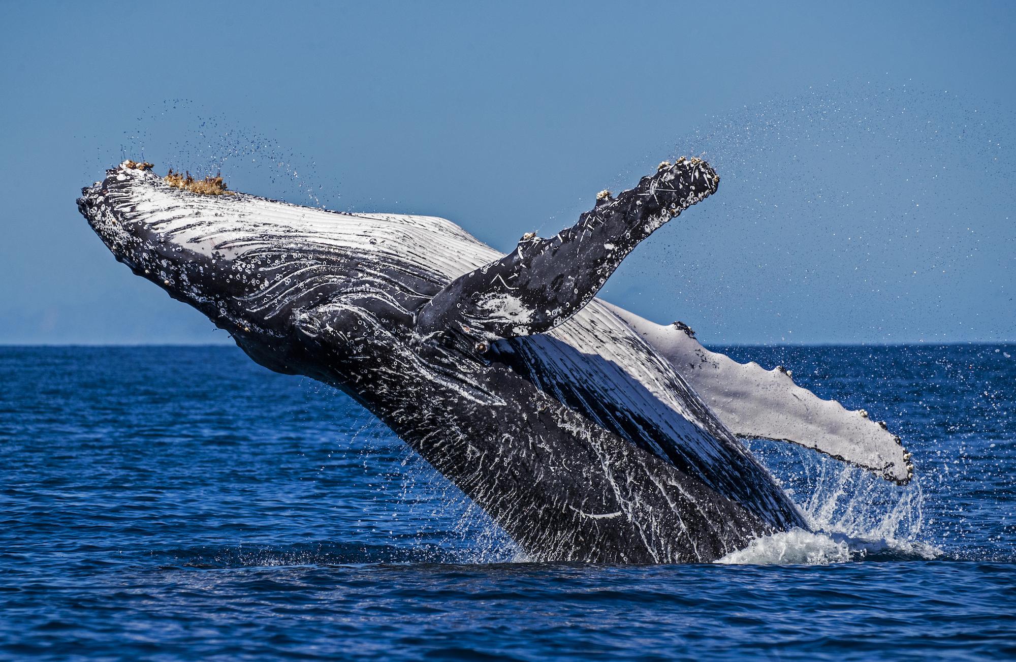 Greenpeace Oceanos - 3